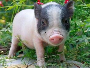 宠物猪吃蜜瓜好吗视频讲解,宠物猪食用蜜瓜的安全性解析