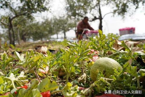 农村吃洋瓜视频播放,视频播放背后的田园生活画卷