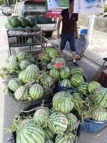 菏泽成武吃瓜事件视频曝光,视频曝光揭示惊人真相