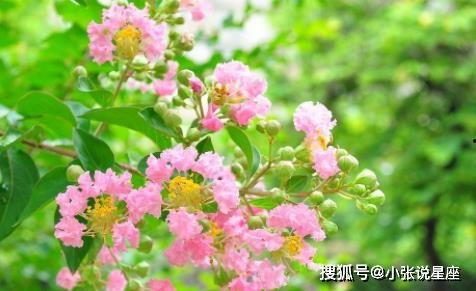 紫薇吃瓜博主视频,紫薇吃瓜博主揭秘娱乐圈幕后真相