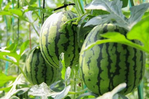 摘西瓜现场吃瓜视频大全,摘西瓜视频大全精彩回顾