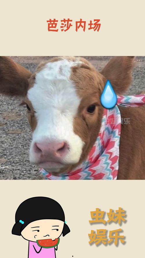 抖音吃瓜狗子完整版视频,揭秘“吃瓜狗子”完整版视频背后的故事