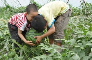 无棣县吃瓜大事件视频,一场全民参与的狂欢盛宴