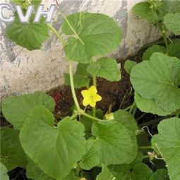 路边吃野瓜视频,一场视觉与味蕾的双重盛宴