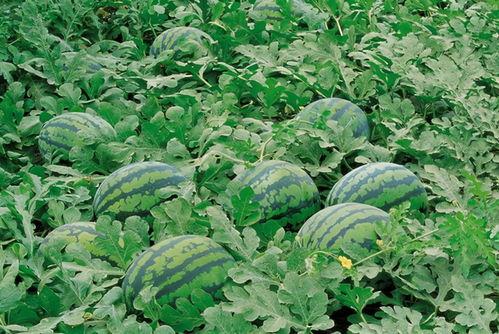 新疆农村吃瓜视频集锦,欢乐吃瓜瞬间集锦