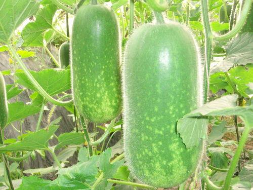 中山院长吃瓜视频大全