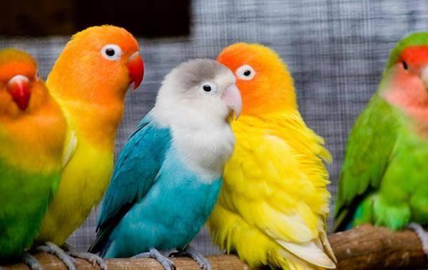 鹦鹉可以吃甜蜜瓜吗视频,鹦鹉的美食探索之旅