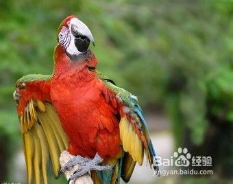 鹦鹉可以吃甜蜜瓜吗视频,鹦鹉的美食探索之旅  第2张