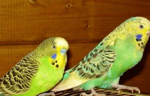 鹦鹉可以吃甜蜜瓜吗视频,鹦鹉的美食探索之旅  第3张