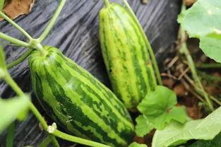 动感吃瓜视频是啥意思,网络热词背后的趣味与内涵  第3张