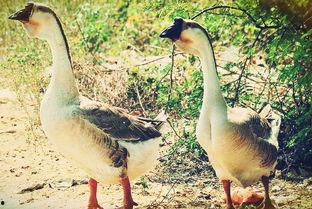 大鹅吃瓜视频真实的,揭秘网络热点的趣味瞬间  第2张