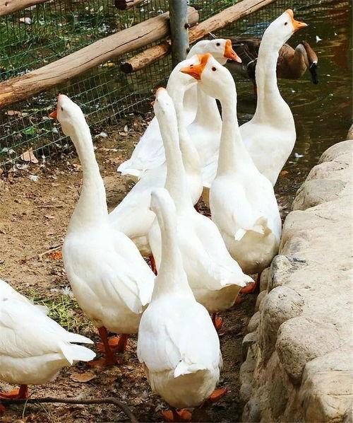 大鹅吃瓜视频真实的,揭秘网络热点的趣味瞬间  第3张