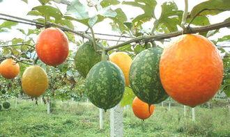 吊瓜怎么样吃最好呢视频,视频教你最佳食用技巧  第2张