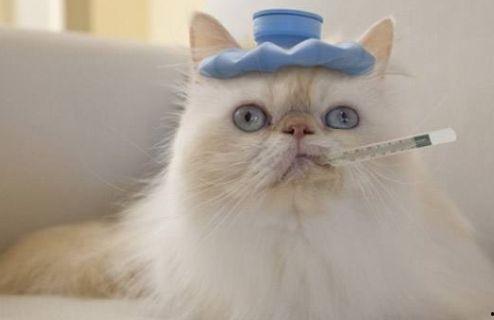 猫猫吃哈密瓜会死吗视频,哈密瓜成猫致命陷阱？揭秘猫猫食用哈密瓜的真相