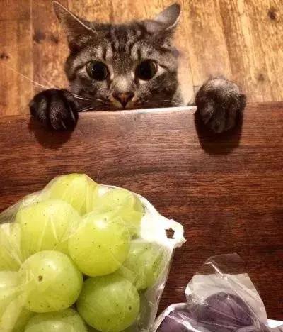 猫猫吃哈密瓜会死吗视频,哈密瓜成猫致命陷阱？揭秘猫猫食用哈密瓜的真相  第2张