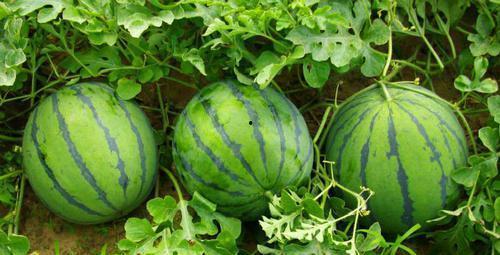 每日吃瓜会视频,揭秘娱乐圈幕后故事,带你领略明星真实生活 第3张 每日吃瓜会视频,揭秘娱乐圈幕后故事,带你领略明星真实生活 第3张