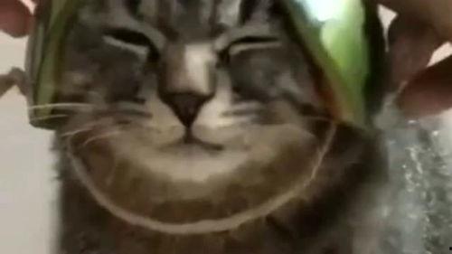 铲屎官吃瓜视频下载,下载背后的趣味与争议 第3张 铲屎官吃瓜视频下载,下载背后的趣味与争议 第3张