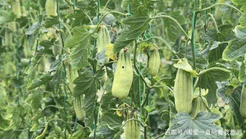 羊角瓜适合小孩吃吗视频,儿童饮食新选择，营养美味两不误