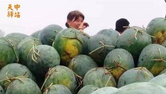 吃瓜现场配图大全视频高清,高清视频中的精彩瞬间回顾  第3张