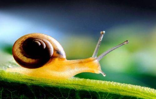 蜗牛吃酥瓜嘛会死吗视频,揭秘生存之谜  第2张