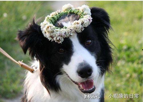 边牧可以吃吊瓜吗视频,边牧安全食用吊瓜的揭秘与注意事项  第2张