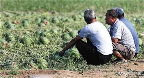 雨中人吃瓜梳头视频大全,瓜梳共舞，趣味横生的瞬间集锦  第3张