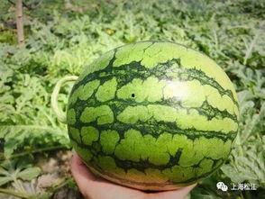 襄阳今日吃瓜新闻视频  第2张