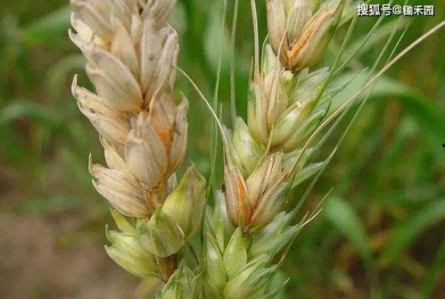 吃小麦瓜会发病吗视频,小麦瓜引发疾病风险揭秘 第2张 吃小麦瓜会发病吗视频,小麦瓜引发疾病风险揭秘 第2张