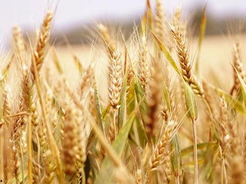 吃小麦瓜会发病吗视频,小麦瓜引发疾病风险揭秘 第3张 吃小麦瓜会发病吗视频,小麦瓜引发疾病风险揭秘 第3张