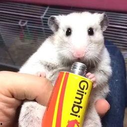 海狸和傻脸娜吃瓜视频,揭秘娱乐圈吃瓜大事件  第2张