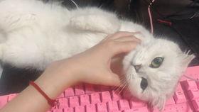 海狸和傻脸娜吃瓜视频,揭秘娱乐圈吃瓜大事件  第3张