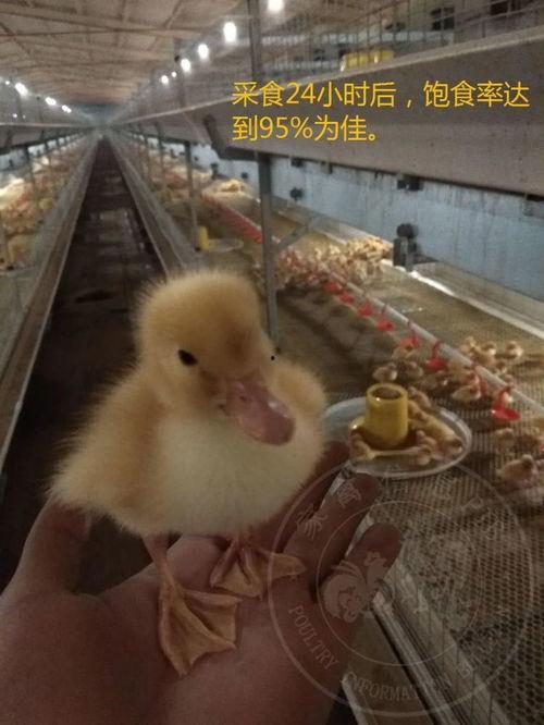 雏鸭可以吃生瓜吗视频,营养还是风险？  第1张