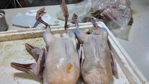 雏鸭可以吃生瓜吗视频,营养还是风险？  第3张