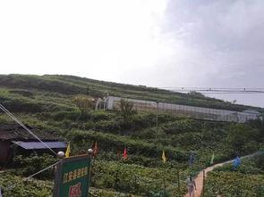 理塘吃瓜事件视频大全