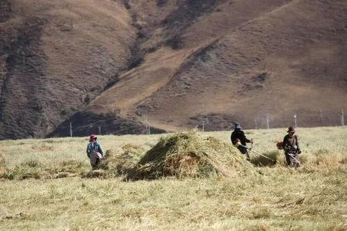 理塘吃瓜事件视频大全  第2张