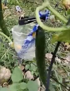 理塘吃瓜事件视频大全  第3张