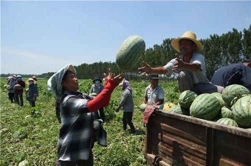 雄安吃瓜视频,吃瓜群众视角下的城市变迁