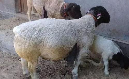 面瓜可以给母羊吃吗视频,面瓜适宜作为母羊饲料的实证分析  第3张