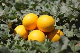 甘肃民勤吃瓜视频,甘肃民勤吃瓜视频展现田园风情  第2张