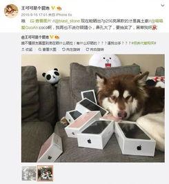 瓜哥吃瓜爱犬之死视频