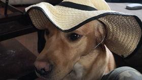 瓜哥吃瓜爱犬之死视频  第2张