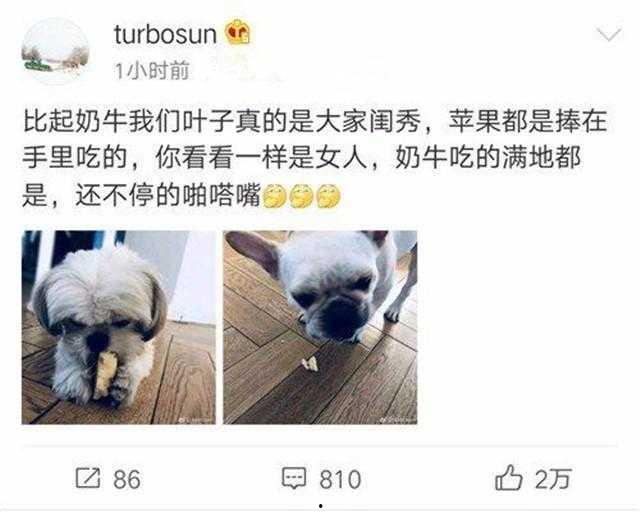 瓜哥吃瓜爱犬之死视频  第3张