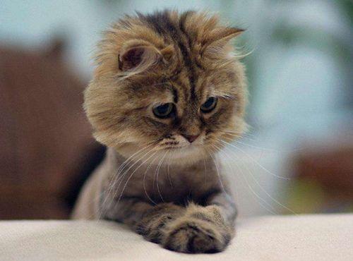 小猫吃板栗瓜好吗视频讲解,营养与注意事项揭秘  第1张