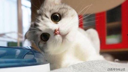 小猫吃板栗瓜好吗视频讲解,营养与注意事项揭秘  第2张