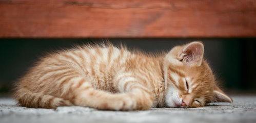 小猫吃板栗瓜好吗视频讲解,营养与注意事项揭秘  第3张