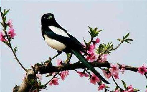 喜鹊围观吃瓜视频,揭秘动物界的“八卦风云” 第2张 喜鹊围观吃瓜视频,揭秘动物界的“八卦风云” 第2张