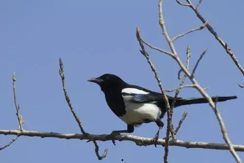 喜鹊围观吃瓜视频,揭秘动物界的“八卦风云” 第3张 喜鹊围观吃瓜视频,揭秘动物界的“八卦风云” 第3张