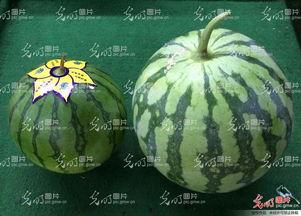 江西九江吃瓜视频  第3张