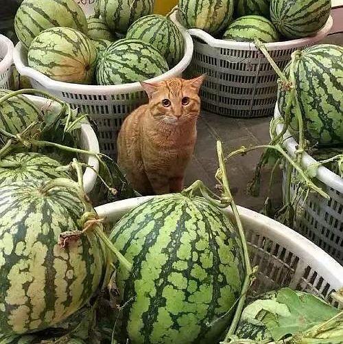 在网上卖吃瓜视频违法吗  第3张