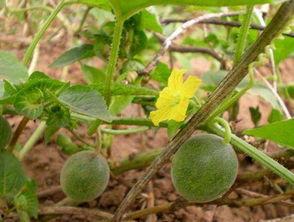 找野瓜吃的视频,跟随视频一起寻宝山林  第2张